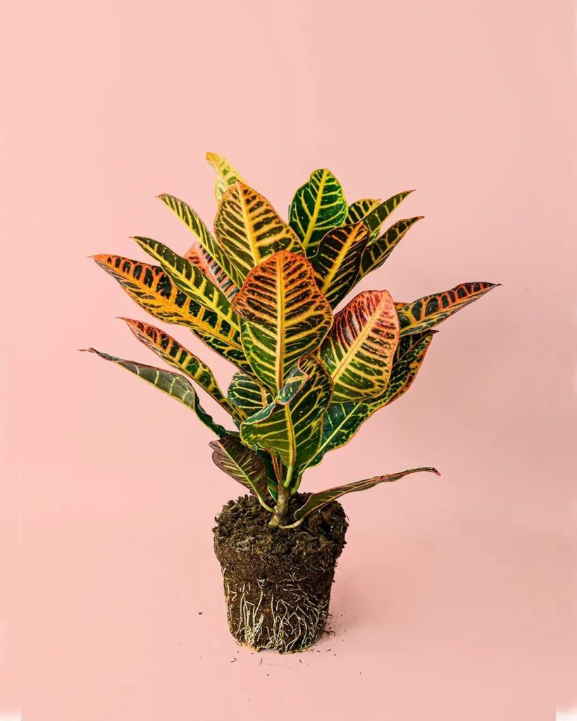 croton