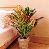 croton contexto habitacion