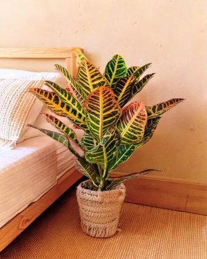 croton contexto habitacion