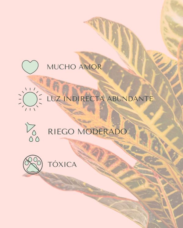 croton cuidados