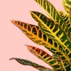 croton-hoja