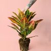 croton-planta