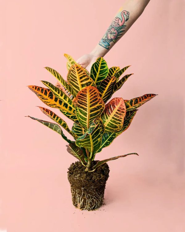 croton-planta