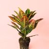 croton planta mediana