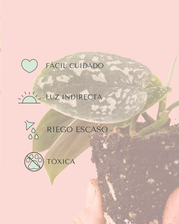 cuidados- Philodendron scindapsus mini