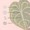 cuidados-anthurium-clarinervium