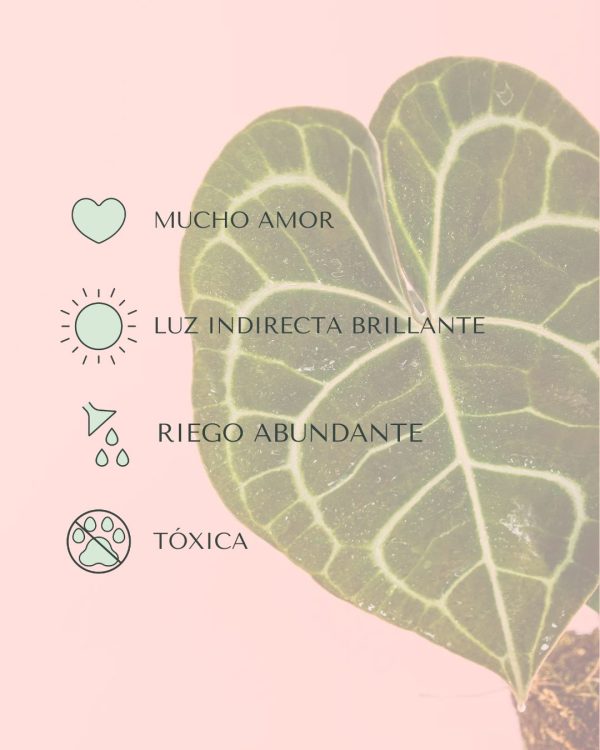 cuidados-anthurium-clarinervium