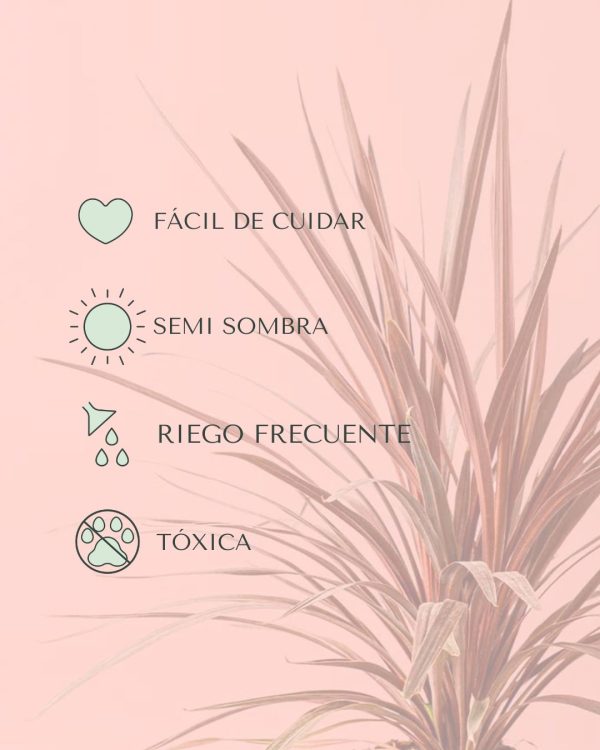 cuidados cordyline