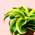 dracaena-amarilla-hoja