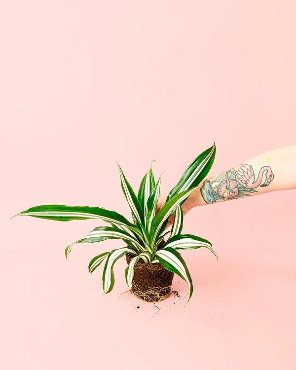 dracaena-blanca-planta