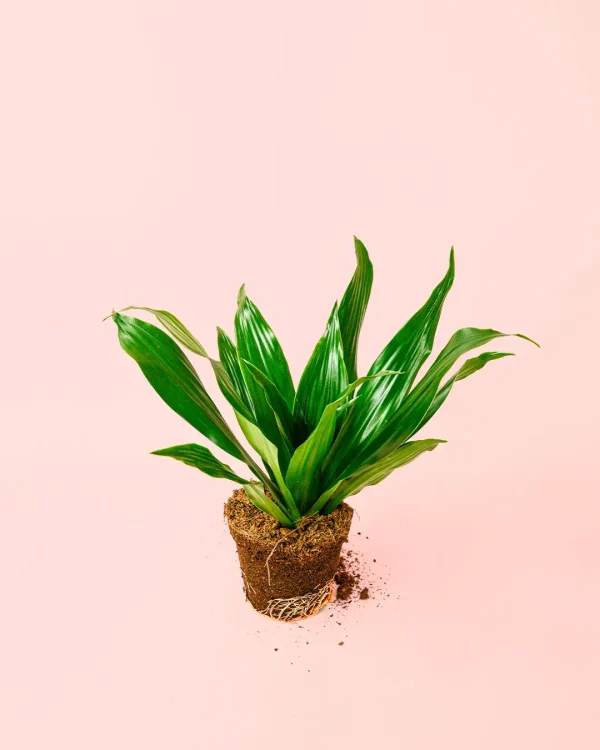 dracaena-verde-planta