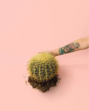 echinocactus-grusonii