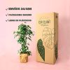 envios ficus benjamina packaging
