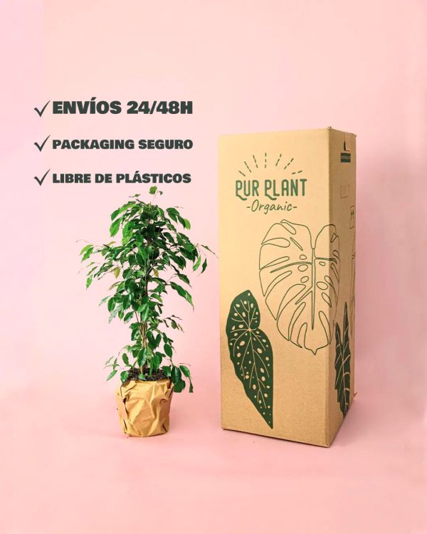 envios ficus benjamina packaging