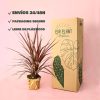 envios packaging cordyline