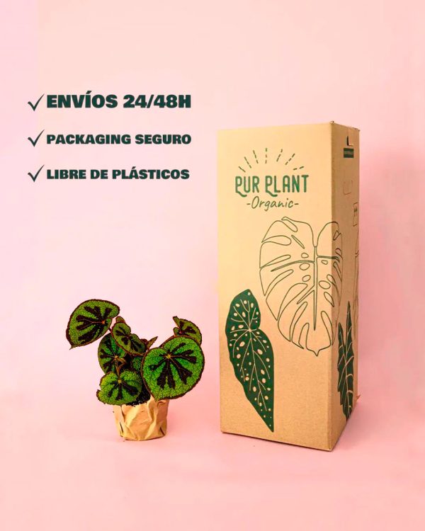 envios-seguros-begonia-masoniana