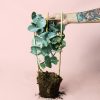 eucalipto-planta