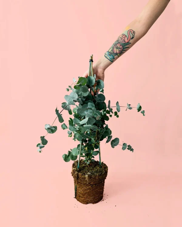 eucalipto-planta