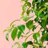 eugenia-hoja