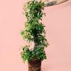 eugenia-planta