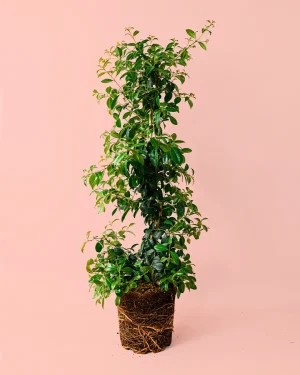 eugenia-planta
