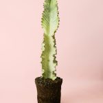 euphorbia-variagada-cactus