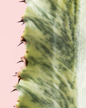 euphorbia-variagada-cactus-detalle