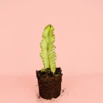 Euphorbia Cactus Variegado