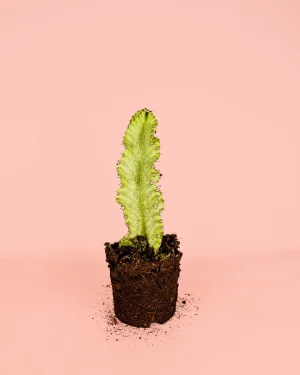 euphorbia-variegada