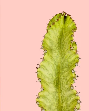euphorbia-variegada-detalle