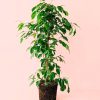 ficus benjamina