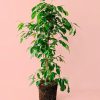 ficus-benjamina