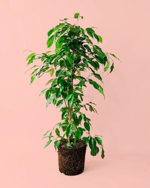 ficus-benjamina