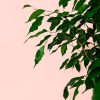 ficus benjamina hoja