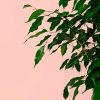 ficus-benjamina-hoja
