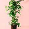 ficus benjamina planta