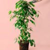 ficus-benjamina-planta