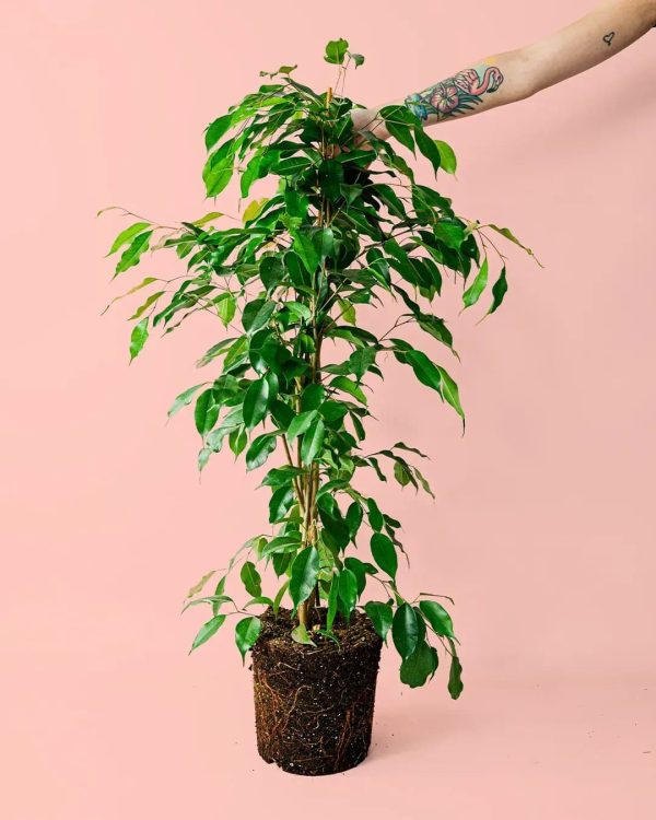 ficus-benjamina-planta