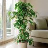 ficus benjamina salon