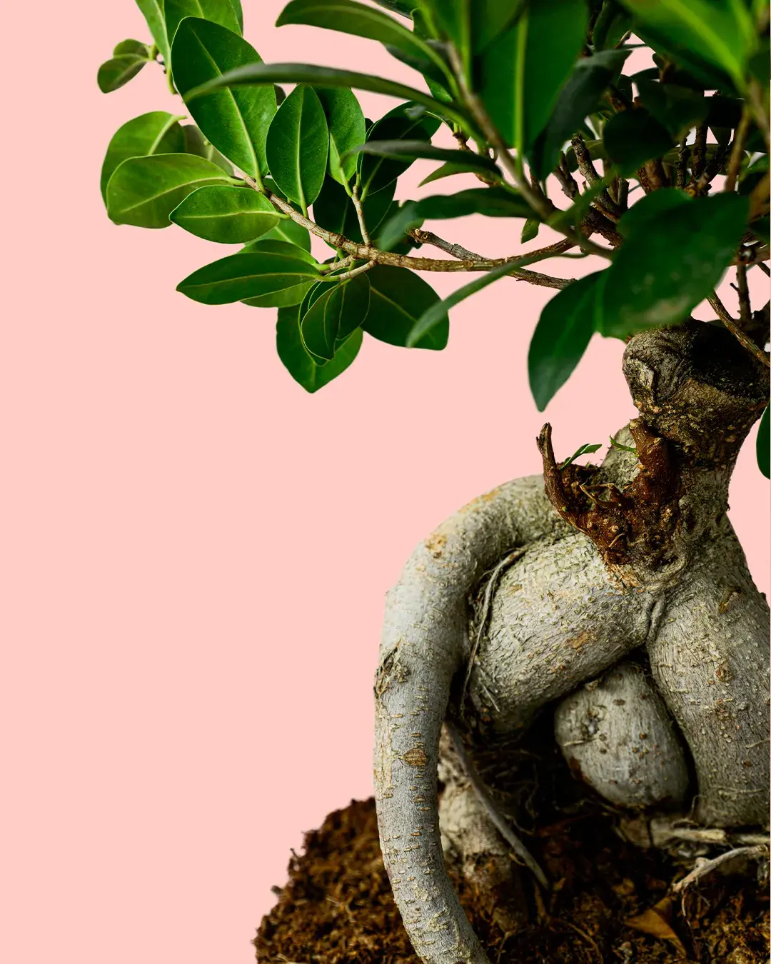 Bonsái Ficus Ginseng Comprar Online Pur Plant