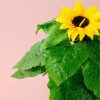 girasol-flor