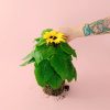 girasol-planta