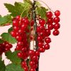 grosella roja frutos