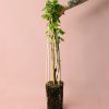 grosella-roja-planta