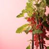 Grosella Roja Planta - Imagen 4