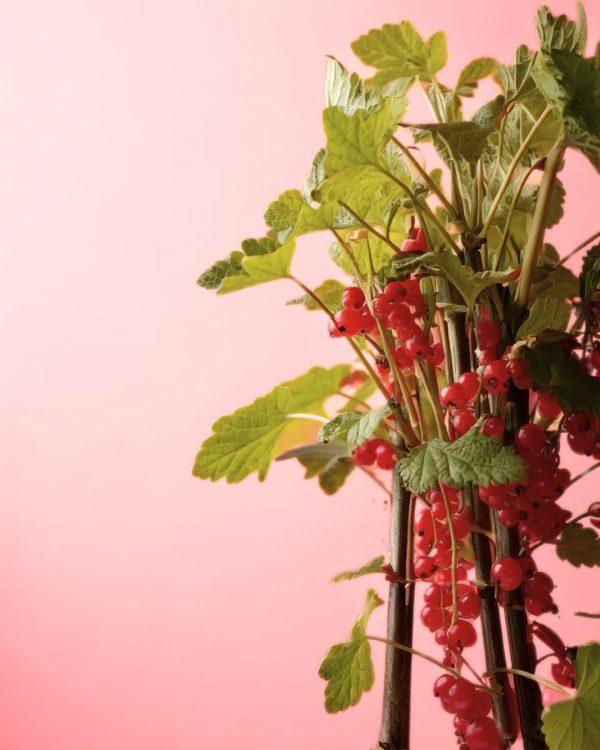 Grosella Roja Planta - Imagen 4