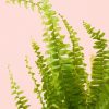 helecho-nefrolepis-hoja
