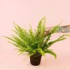 helecho-nefrolepis-planta