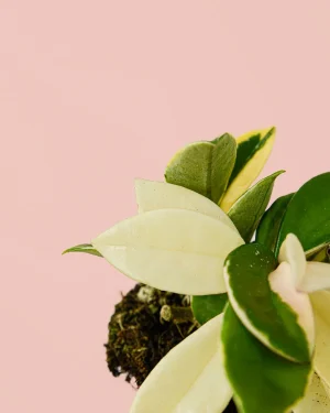 hoya-albomarginata-hojaa