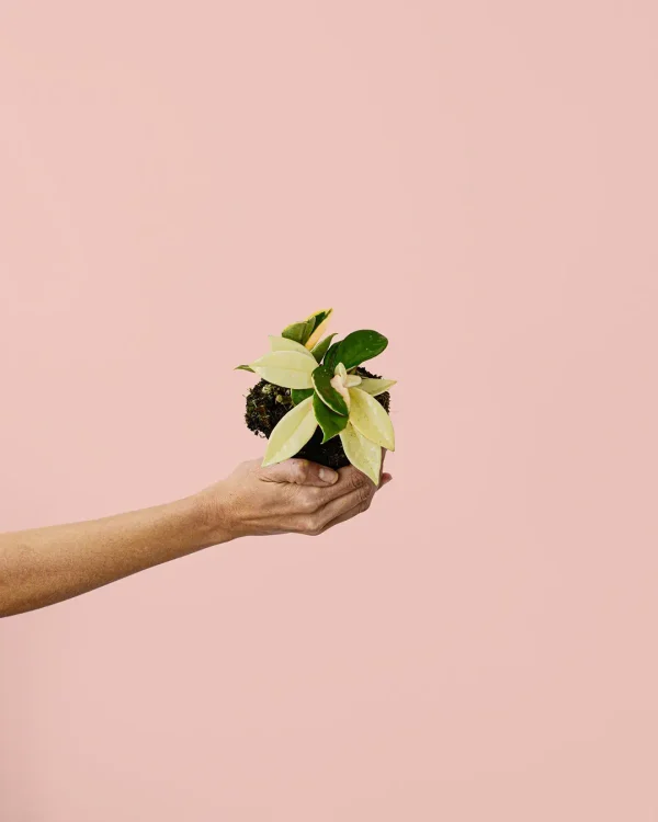hoya-albomarginataa